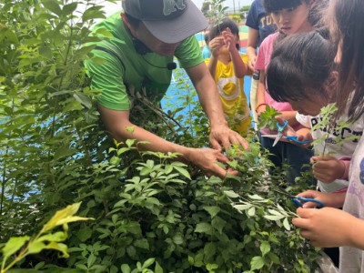 從新埔國小受脅植物「迷你保種園」採集三葉埔姜與庭梅枝條，準備插穗! (林業保育署新竹分署黃婉如提供)